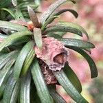 Taxus cuspidata Fruit