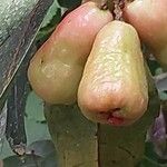 Syzygium samarangense Fruitua