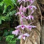 Dendrobium anosmum Floare