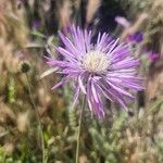 Volutaria muricata Fiore