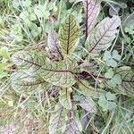 Rumex sanguineus Leaf