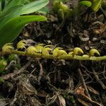 Bulbophyllum resupinatum Flor