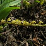 Bulbophyllum resupinatum Kwiat