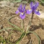 Moraea sisyrinchiumFlor