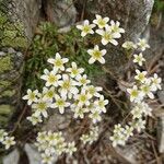 Saxifraga losae Flower