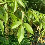 Acer cissifolium Folha