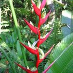 Heliconia farinosa Vivejo