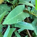 Ipomoea aquatica Leaf