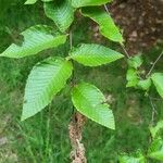 Betula chichibuensis Fulla