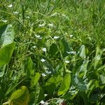 Echinodorus cordifolius Habit