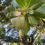 Barringtonia asiatica Fruto