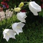 Campanula persicifolia Kwiat