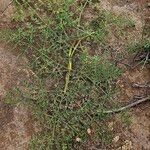 Ferula assa-foetida Ліст