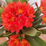 Clivia miniataFlower