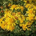 Jacobaea vulgaris Flower