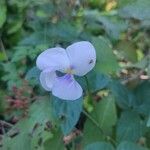 Vigna vexillata Flor