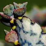 Kalanchoe daigremontiana Leaf