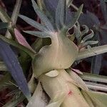 Helleborus foetidus Corteza