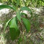 Solanum bahamense Hoja