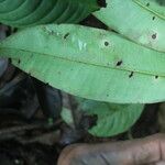 Ardisia standleyana Hoja