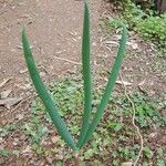 Allium ascalonicum Leaf