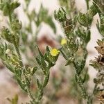 Linaria arenaria Blad