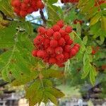 Sorbus mougeotii Owoc