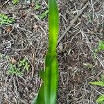 Hippeastrum correiense Folha