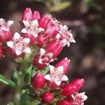 Crassula sarcocaulis Flower