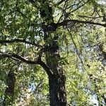 Nothofagus alpina Hábito