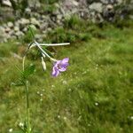 Epilobium palustre ഇല