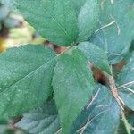 Rubus foliosus Levél