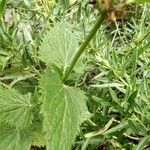 Agastache urticifolia Folla