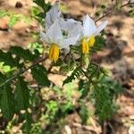 Solanum sisymbriifoliumFlor