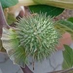 Datura wrightii Fruit