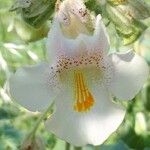 Proboscidea louisianica Квітка
