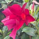 Mandevilla sanderi 花