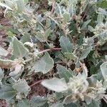 Atriplex laciniata Leaf