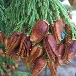 Calocedrus decurrens Vili