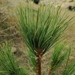 Pinus peuce Листок