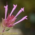 Thymus longiflorus Flower