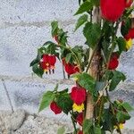 Abutilon megapotamicum Flor