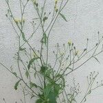 Lapsana communis 整株植物