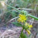 Triumfetta pentandra Flower