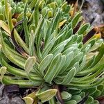 Saxifraga hostii Likasa