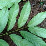 Guarea rhopalocarpa Leaf