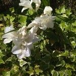Campanula isophylla 花