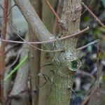 Ficus burtt-davyi Bark