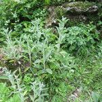 Stachys alpina Агульны выгляд