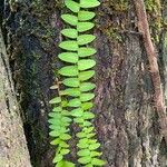 Asplenium platyneuron Folha